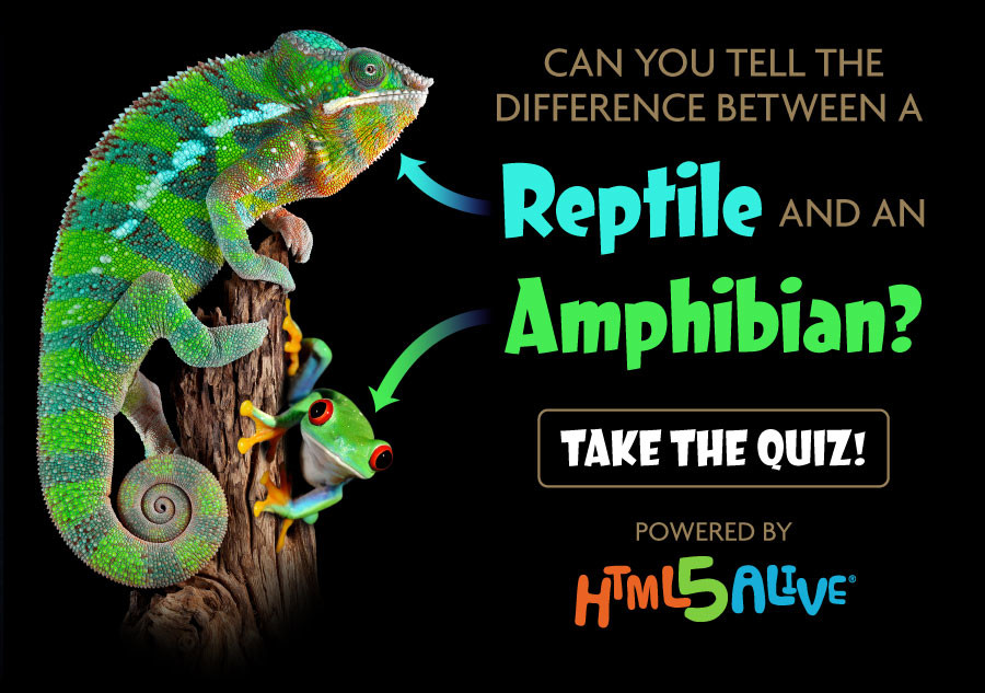 Reptiles and Amphibians